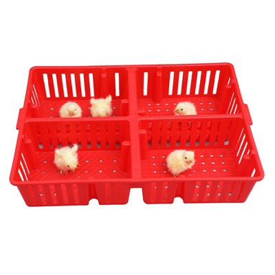 Caixa Plástica para Pintinhos 4 Compartimentos